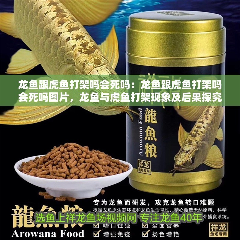 龍魚(yú)跟虎魚(yú)打架嗎會(huì)死嗎：龍魚(yú)跟虎魚(yú)打架嗎會(huì)死嗎圖片，龍魚(yú)與虎魚(yú)打架現(xiàn)象及后果探究，含相關(guān)圖片