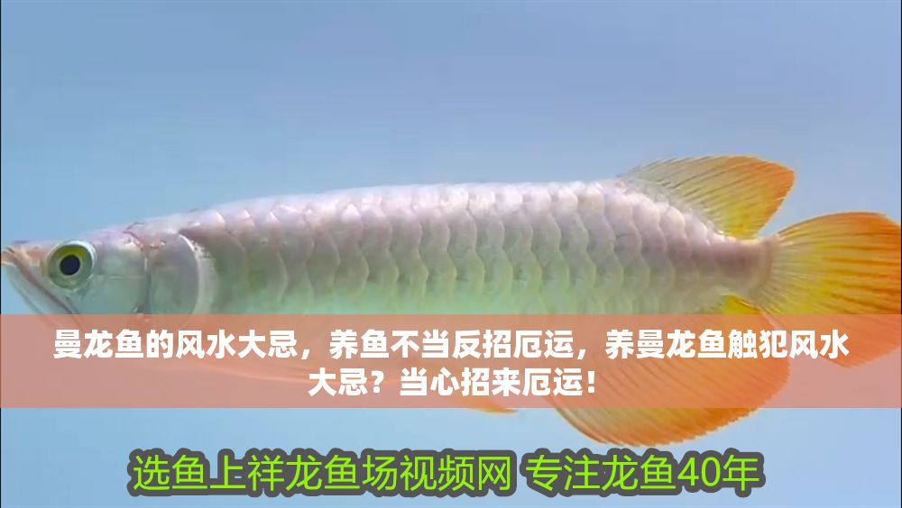 曼龍魚的風水大忌，養魚不當反招厄運，養曼龍魚觸犯風水大忌？當心招來厄運！