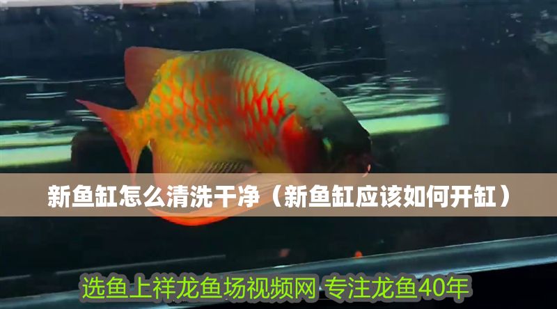 新魚缸怎么清洗干凈（新魚缸應該如何開缸）