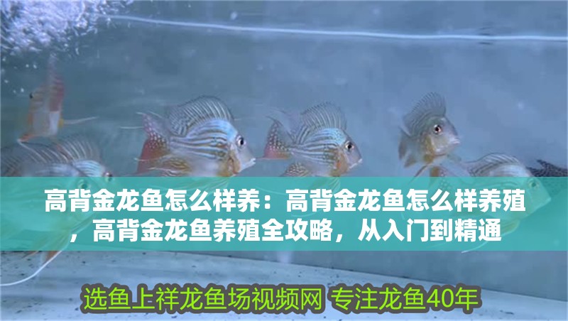 高背金龍魚怎么樣養(yǎng)：高背金龍魚怎么樣養(yǎng)殖，高背金龍魚養(yǎng)殖全攻略，從入門到精通
