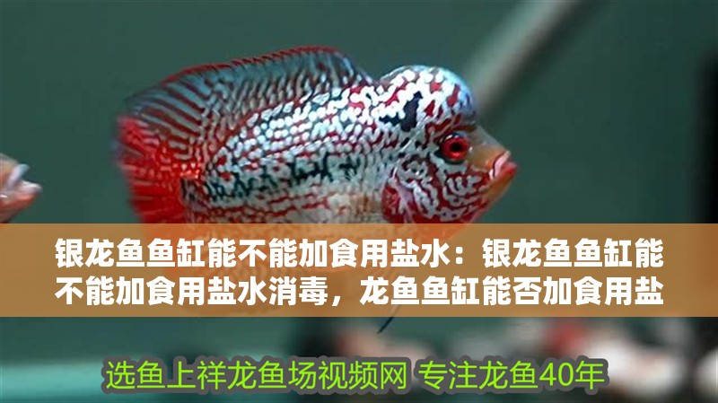 銀龍魚魚缸能不能加食用鹽水：銀龍魚魚缸能不能加食用鹽水消毒，龍魚魚缸能否加食用鹽水消毒？