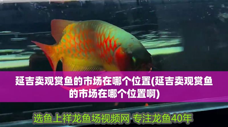 延吉賣觀賞魚的市場在哪個(gè)位置(延吉賣觀賞魚的市場在哪個(gè)位置啊)