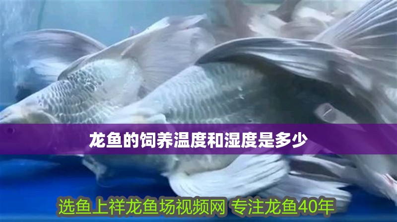 龍魚的飼養溫度和濕度是多少