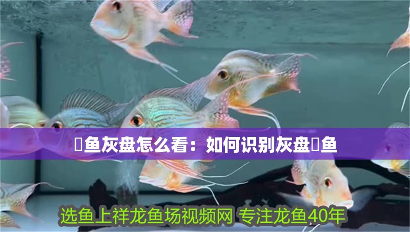 魟魚灰盤怎么看：如何識(shí)別灰盤魟魚