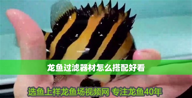 龍魚過濾器材怎么搭配好看