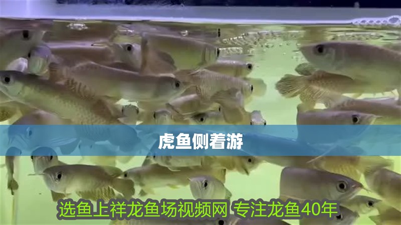 虎魚側著游