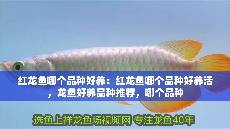 紅龍魚哪個品種好養：紅龍魚哪個品種好養活，龍魚好養品種推薦，哪個品種