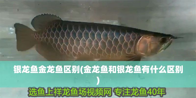 銀龍魚金龍魚區別(金龍魚和銀龍魚有什么區別)