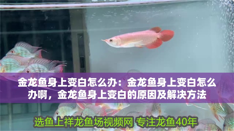 金龍魚身上變白怎么辦:金龍魚身上變白怎么辦啊,金龍魚身上變白的原因及解決方法 水族問答 金龍魚身上變白怎么辦:金龍魚身上變白怎么辦啊,金龍魚身上變白的原因及解決方法 金龍魚身上變白怎么辦:金龍魚身上變白怎么辦啊,金龍魚身上變白的原因及解決方法 水族問答