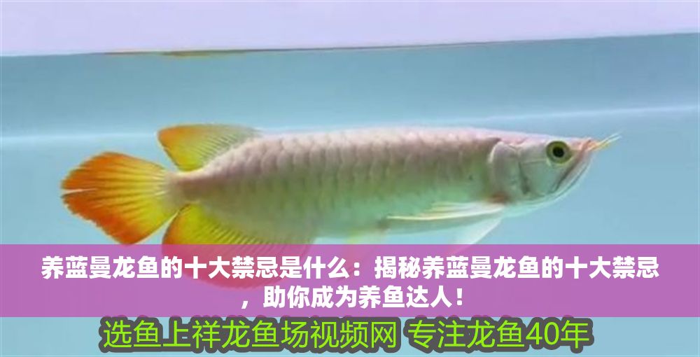 詳細閱讀:養藍曼龍魚的十大禁忌是什么:揭秘養藍曼龍魚的十大禁忌,助你成為養魚達人! 養藍曼龍魚的十大禁忌是什么:揭秘養藍曼龍魚的十大禁忌,助你成為養魚達人!