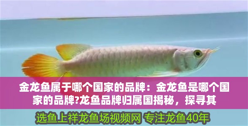 金龍魚屬于哪個國家的品牌：金龍魚是哪個國家的品牌?龍魚品牌歸屬國揭秘，探尋其
