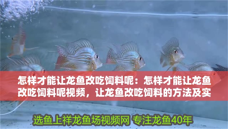 怎樣才能讓龍魚改吃飼料呢：怎樣才能讓龍魚改吃飼料呢視頻，讓龍魚改吃飼料的方法及實操