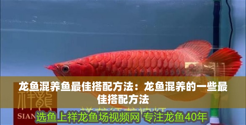 龍魚(yú)混養(yǎng)魚(yú)最佳搭配方法：龍魚(yú)混養(yǎng)的一些最佳搭配方法