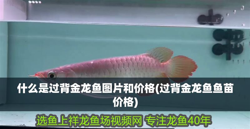 什么是過背金龍魚圖片和價格(過背金龍魚魚苗價格)