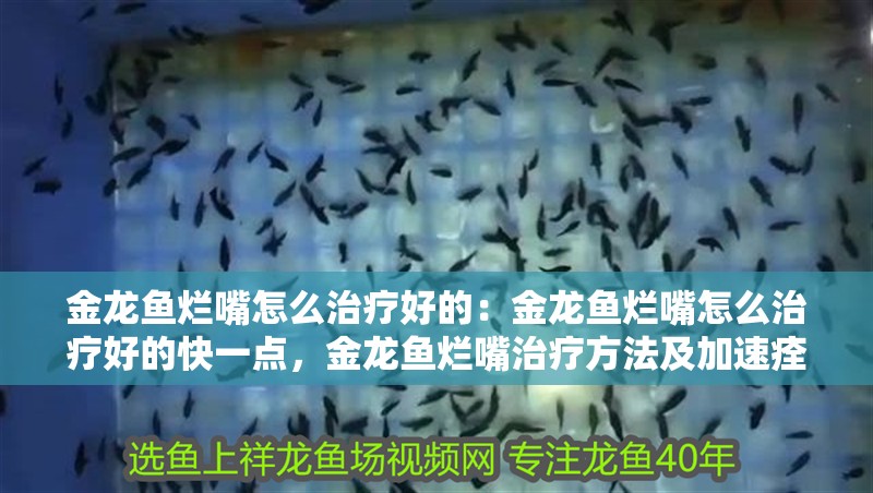金龍魚爛嘴怎么治療好的：金龍魚爛嘴怎么治療好的快一點(diǎn)，金龍魚爛嘴治療方法及加速痊愈