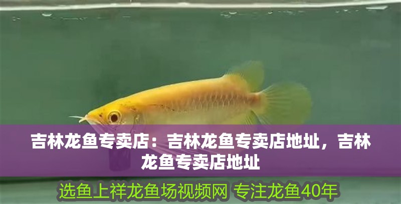 吉林龍魚專賣店：吉林龍魚專賣店地址，吉林龍魚專賣店地址