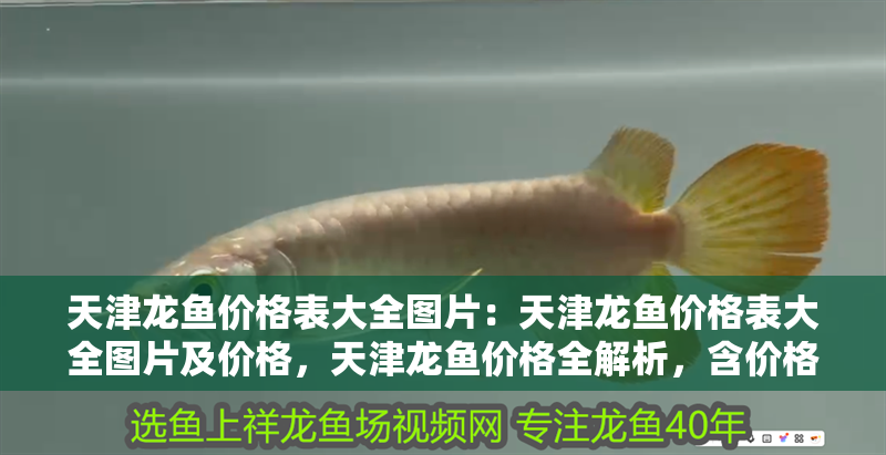 天津龍魚價格表大全圖片：天津龍魚價格表大全圖片及價格，天津龍魚價格全解析，含價格表大全及對應圖片