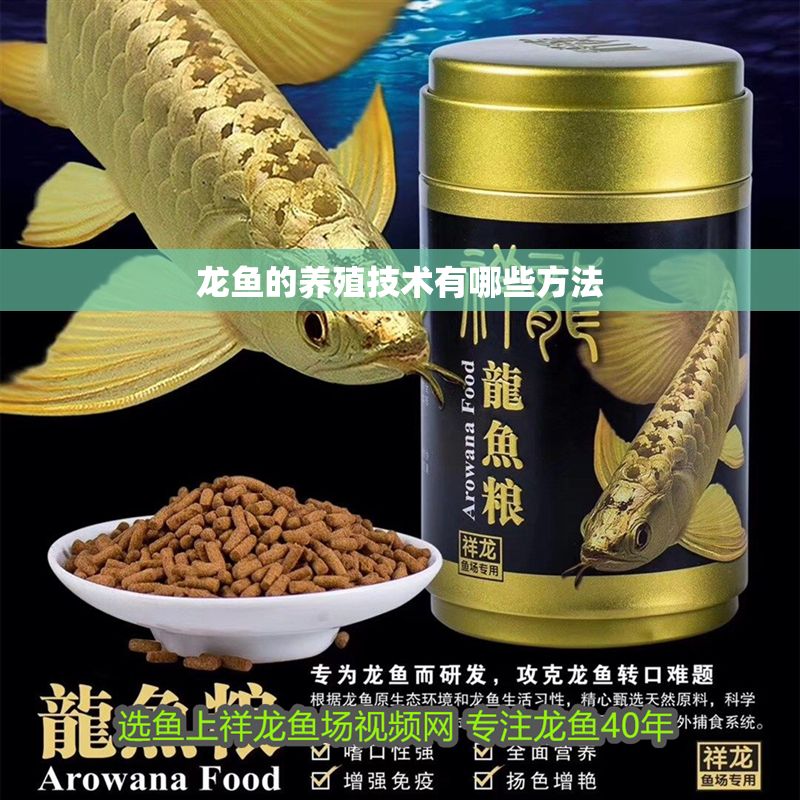 龍魚的養(yǎng)殖技術(shù)有哪些方法