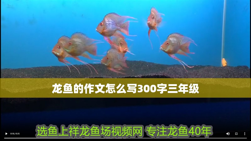 龍魚的作文怎么寫300字三年級