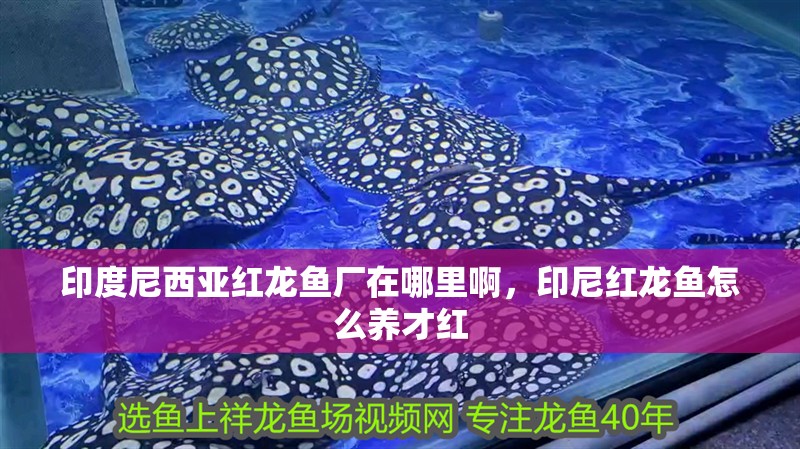 印度尼西亞紅龍魚廠在哪里啊，印尼紅龍魚怎么養才紅