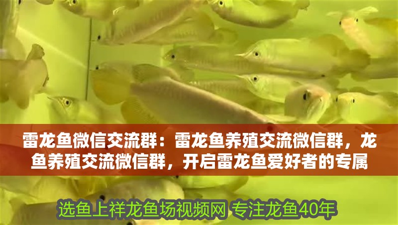 雷龍魚微信交流群：雷龍魚養殖交流微信群，龍魚養殖交流微信群，開啟雷龍魚愛好者的專屬交流