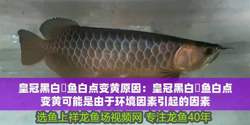 皇冠黑白魟魚白點變黃原因：皇冠黑白魟魚白點變黃可能是由于環境因素引起的因素