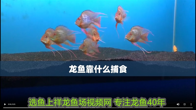 龍魚靠什么捕食