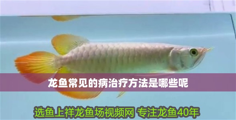 龍魚(yú)常見(jiàn)的病治療方法是哪些呢