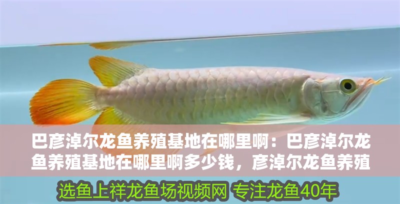 巴彥淖爾龍魚養殖基地在哪里啊：巴彥淖爾龍魚養殖基地在哪里啊多少錢，彥淖爾龍魚養殖基地位置及
