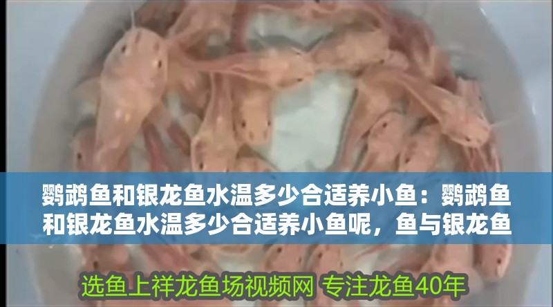 鸚鵡魚和銀龍魚水溫多少合適養小魚：鸚鵡魚和銀龍魚水溫多少合適養小魚呢，魚與銀龍魚混養小魚的