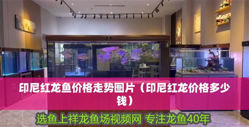 印尼紅龍魚價格走勢圖片（印尼紅龍價格多少錢）