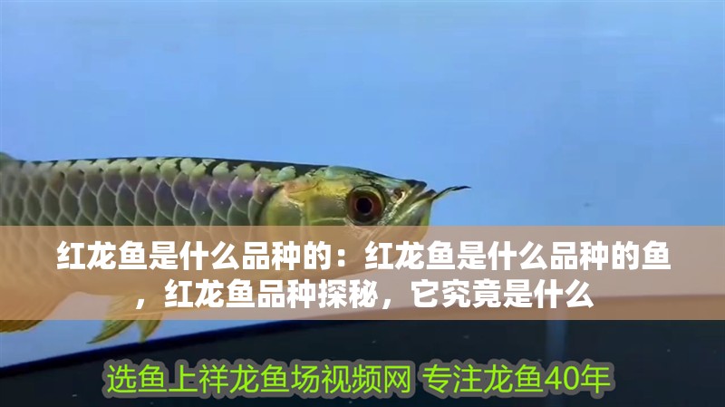 紅龍魚是什么品種的：紅龍魚是什么品種的魚，紅龍魚品種探秘，它究竟是什么