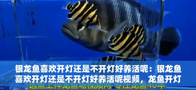 銀龍魚喜歡開燈還是不開燈好養(yǎng)活呢：銀龍魚喜歡開燈還是不開燈好養(yǎng)活呢視頻，龍魚開燈還是不開燈更易