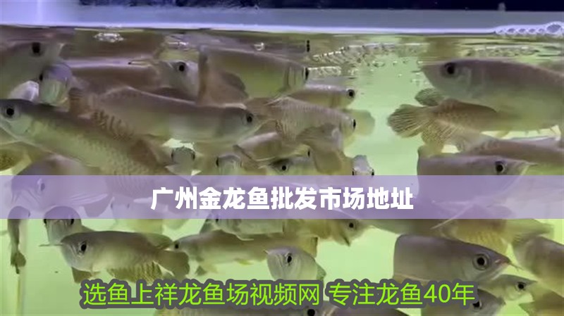 廣州金龍魚批發市場地址