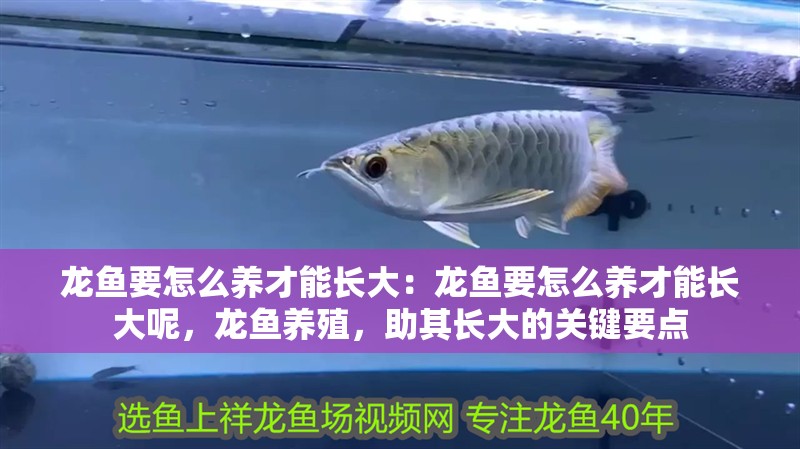 龍魚要怎么養才能長大:龍魚要怎么養才能長大呢,龍魚養殖,助其長大的關鍵要點 水族問答 龍魚要怎么養才能長大:龍魚要怎么養才能長大呢,龍魚養殖,助其長大的關鍵要點 龍魚要怎么養才能長大:龍魚要怎么養才能長大呢,龍魚養殖,助其長大的關鍵要點 水族問答