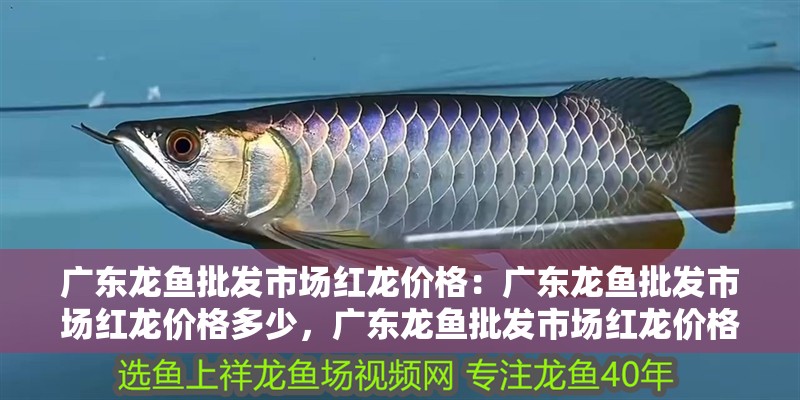 廣東龍魚批發(fā)市場紅龍價(jià)格：廣東龍魚批發(fā)市場紅龍價(jià)格多少，廣東龍魚批發(fā)市場紅龍價(jià)格大揭秘