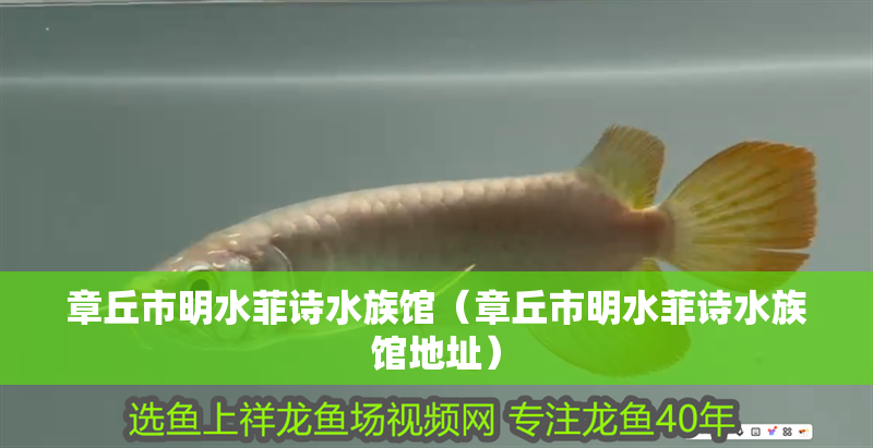 章丘市明水菲詩水族館（章丘市明水菲詩水族館地址）
