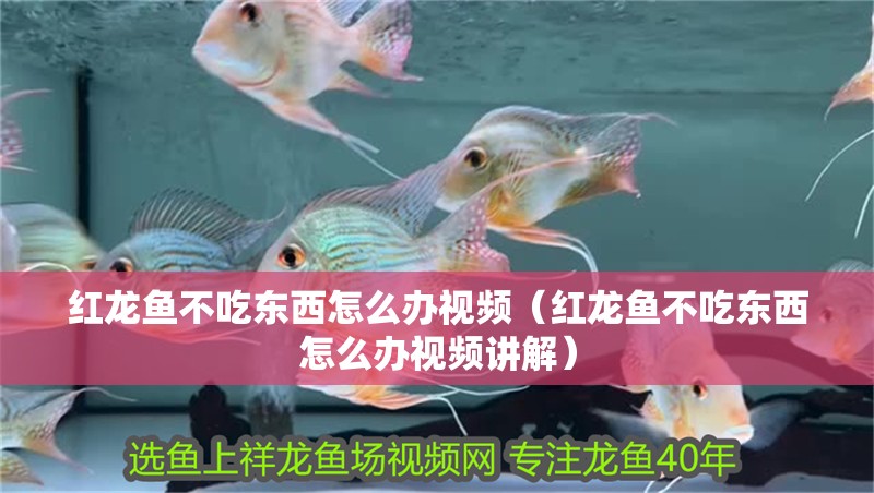 紅龍魚不吃東西怎么辦視頻（紅龍魚不吃東西怎么辦視頻講解）