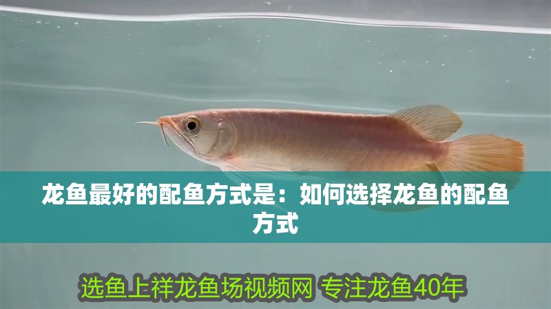 龍魚最好的配魚方式是：如何選擇龍魚的配魚方式