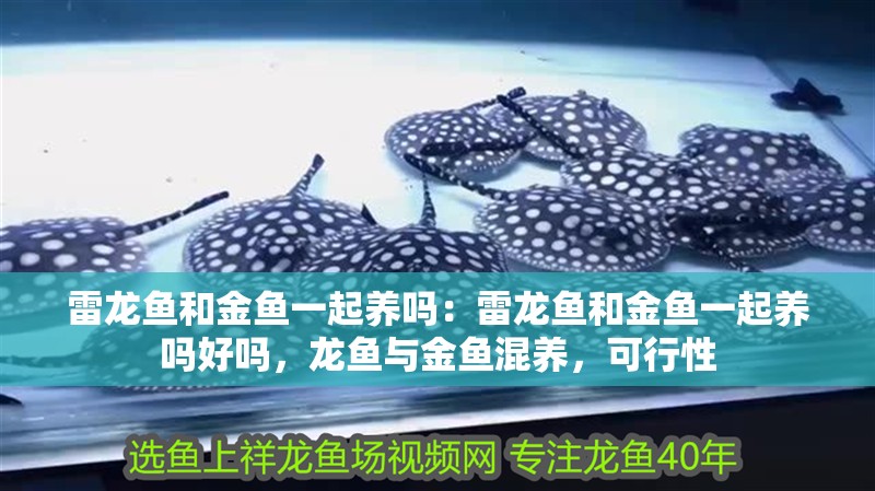雷龍魚和金魚一起養嗎：雷龍魚和金魚一起養嗎好嗎，龍魚與金魚混養，可行性