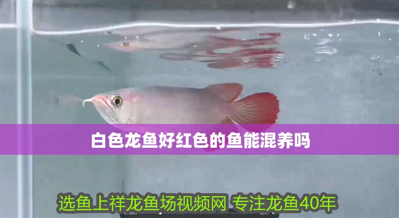 白色龍魚好紅色的魚能混養(yǎng)嗎