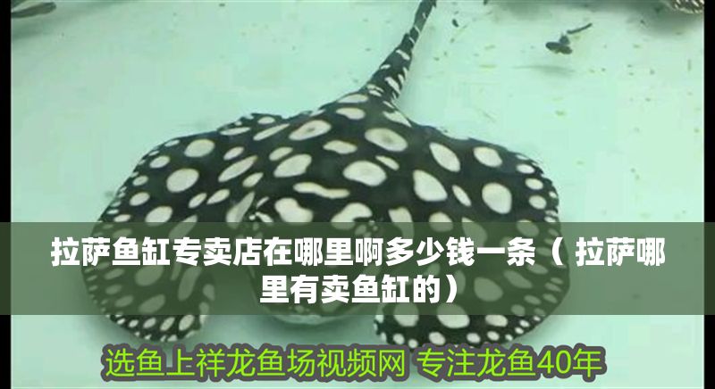 拉薩魚缸專賣店在哪里啊多少錢一條（ 拉薩哪里有賣魚缸的）