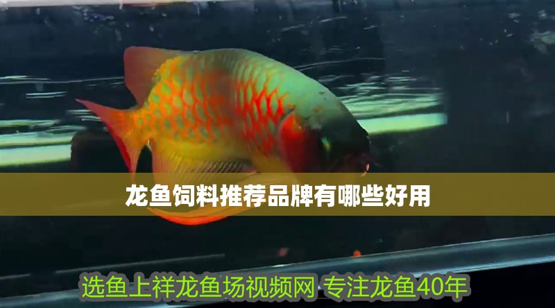 龍魚飼料推薦品牌有哪些好用