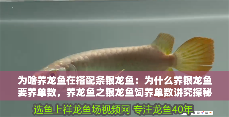 為啥養龍魚在搭配條銀龍魚：為什么養銀龍魚要養單數，養龍魚之銀龍魚飼養單數講究探秘