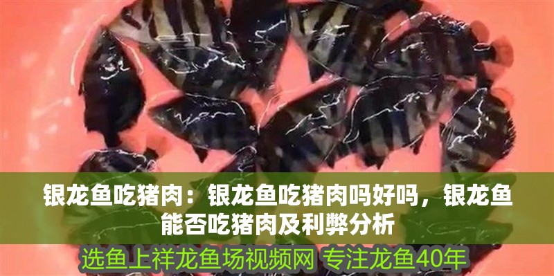 銀龍魚吃豬肉：銀龍魚吃豬肉嗎好嗎，銀龍魚能否吃豬肉及利弊分析