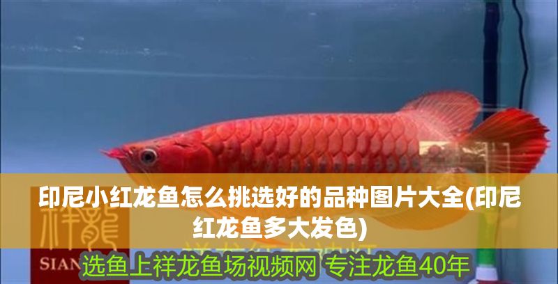 印尼小紅龍魚怎么挑選好的品種圖片大全(印尼紅龍魚多大發色)