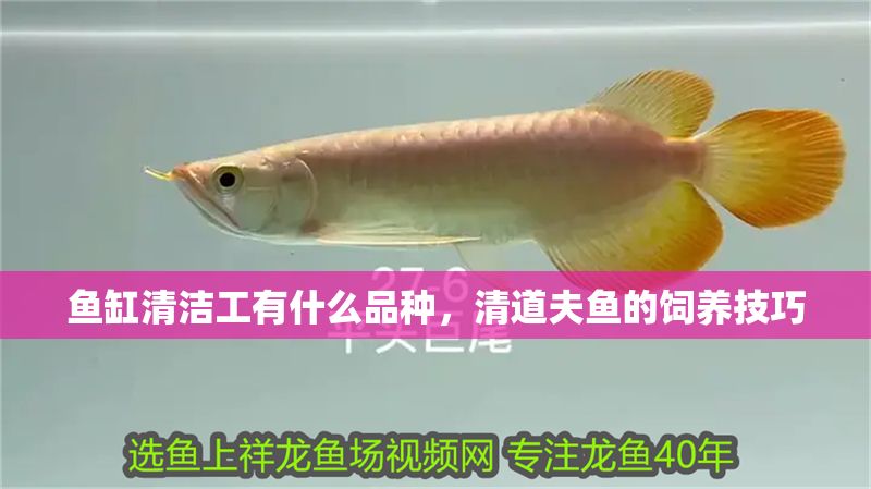 魚缸清潔工有什么品種，清道夫魚的飼養技巧