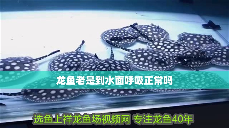 龍魚老是到水面呼吸正常嗎