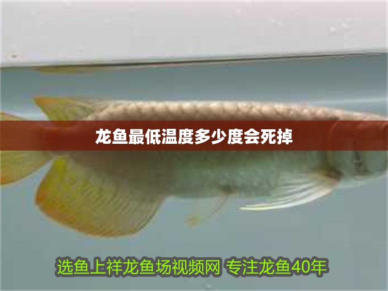 龍魚最低溫度多少度會死掉