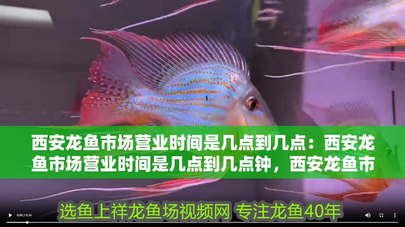 西安龍魚市場營業(yè)時間是幾點(diǎn)到幾點(diǎn)：西安龍魚市場營業(yè)時間是幾點(diǎn)到幾點(diǎn)鐘，西安龍魚市場營業(yè)時間全解析